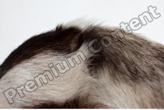 Badger head photo reference 0002